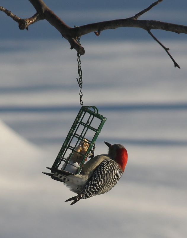 Bird Feeder Hanging