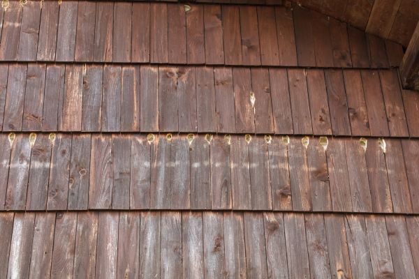 Woodpecker Hole Filling in Goshen
