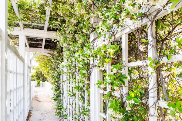 Trellis Repair in Goshen