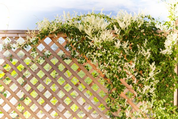 Lattice Repair in Goshen