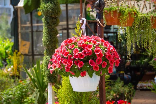 Hanging Planter Installation in Goshen