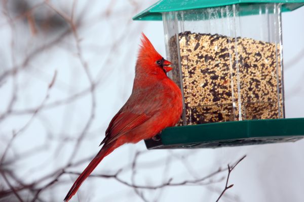 Bird Feeder Hanging in Goshen